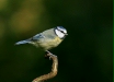 blue_tit-20