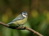 blue_tit-21