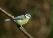 blue_tit-23