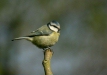 blue_tit-25