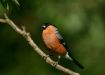 Bullfinch