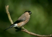 Bullfinch