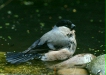 Bullfinch