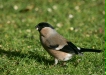 Bullfinch