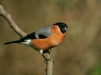 Bullfinch