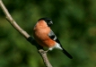 Bullfinch
