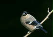 Bullfinch
