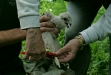 Ringing Buzzard chicks