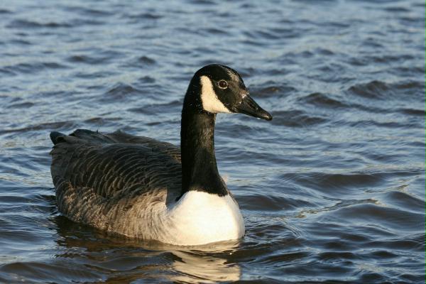 Canada Goose <i>Branta canadensis</i>