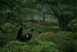 Capercaillie