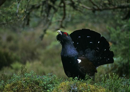 Capercaillie <i>Tetrao urogallus</i>