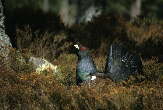 Capercaillie <i>Tetrao urogallus</i>