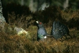 Capercaillie