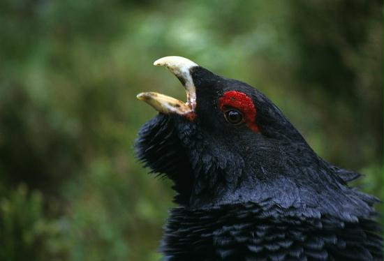 Capercaillie <i>Tetrao urogallus</i>