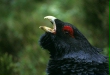 Capercaillie