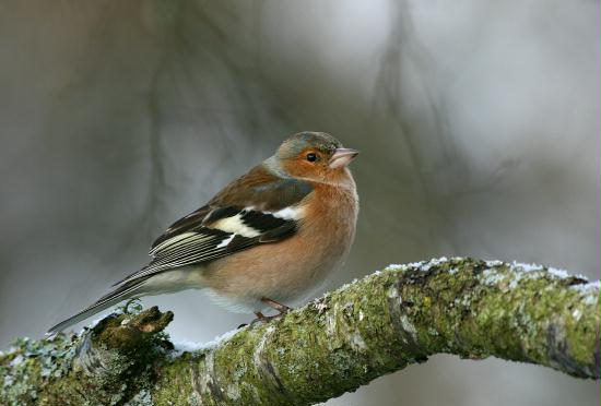 Chaffinch <i>Fringilla coelebs</i>