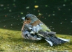 Chaffinch <i>Fringilla coelebs</i>