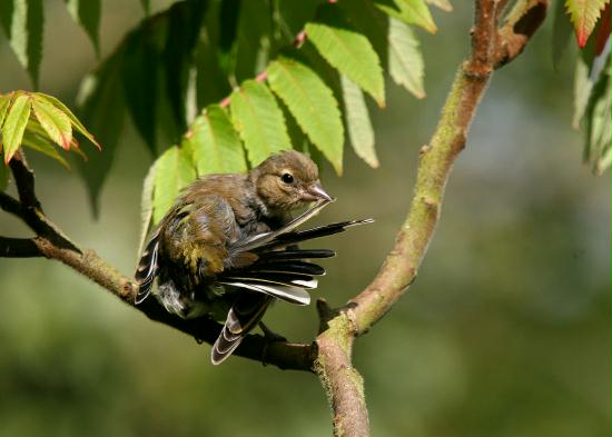 Chaffinch <i>Fringilla coelebs</i>
