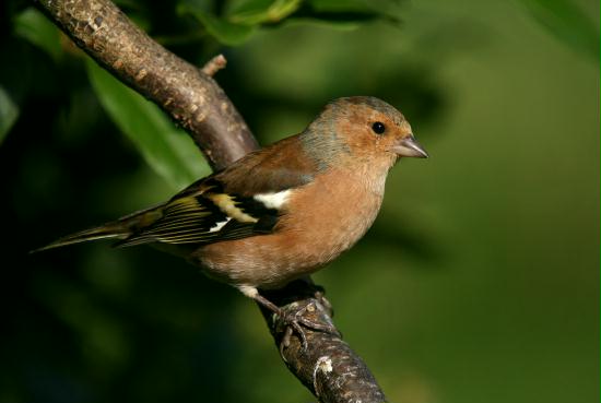 Chaffinch <i>Fringilla coelebs</i>