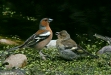 Chaffinch <i>Fringilla coelebs</i>