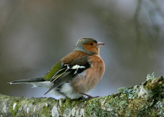 Chaffinch <i>Fringilla coelebs</i>