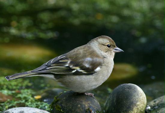 Chaffinch <i>Fringilla coelebs</i>