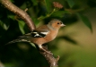 Chaffinch <i>Fringilla coelebs</i>
