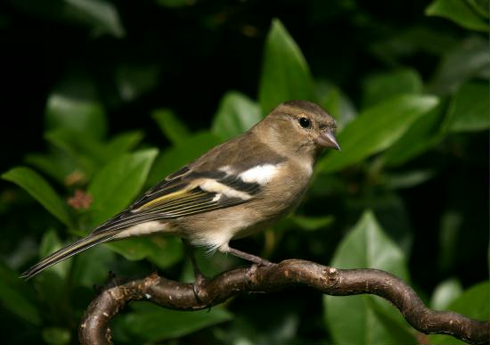 Chaffinch <i>Fringilla coelebs</i>