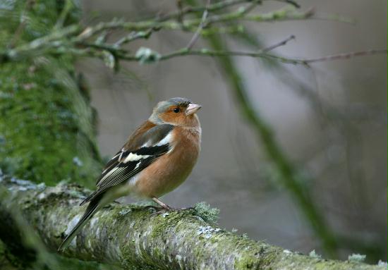 Chaffinch <i>Fringilla coelebs</i>