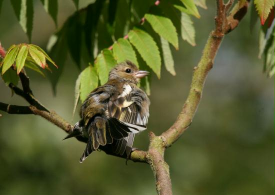 Chaffinch <i>Fringilla coelebs</i>