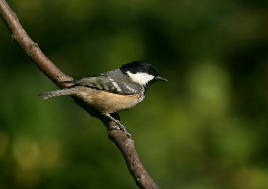 Coal Tit <i>Periparus ater</i>