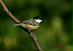 Coal Tit