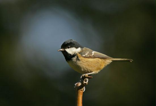 Coal Tit <i>Periparus ater</i>