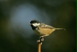 Coal Tit