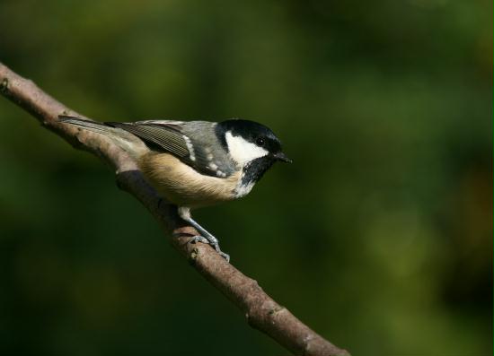 Coal Tit <i>Periparus ater</i>