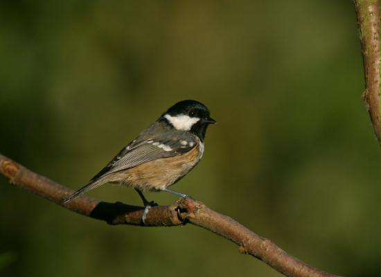 Coal Tit <i>Periparus ater</i>