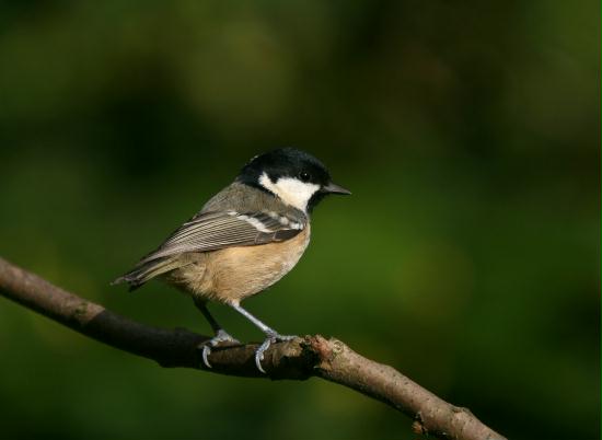 Coal Tit <i>Periparus ater</i>