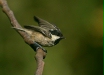 Coal Tit
