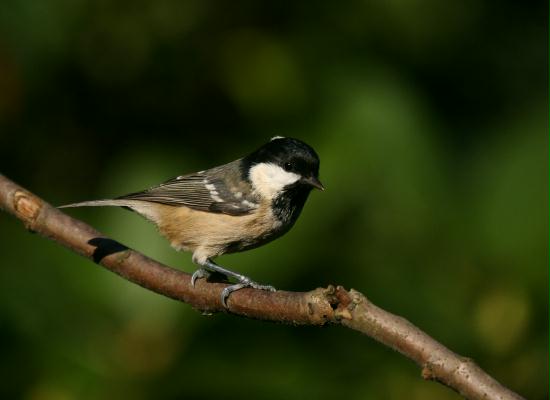 Coal Tit <i>Periparus ater</i>