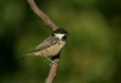 Coal Tit