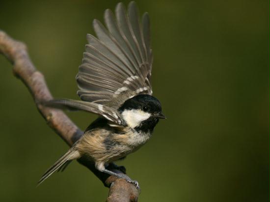 Coal Tit <i>Periparus ater</i>