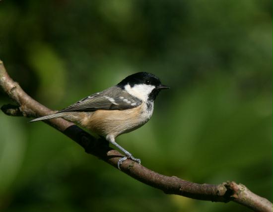 Coal Tit <i>Periparus ater</i>