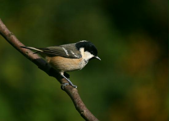 Coal Tit <i>Periparus ater</i>