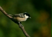 Coal Tit