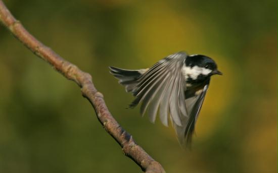 Coal Tit <i>Periparus ater</i>