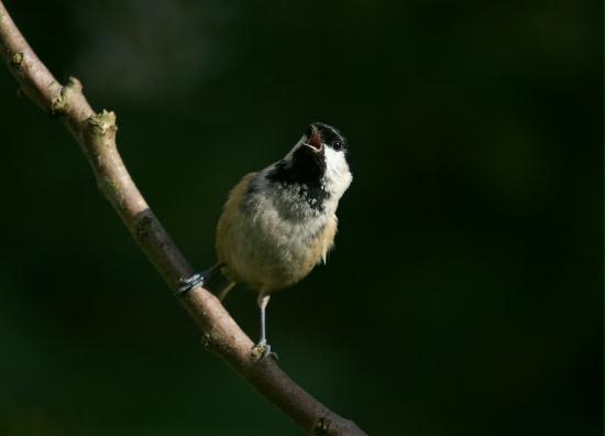 Coal Tit <i>Periparus ater</i>