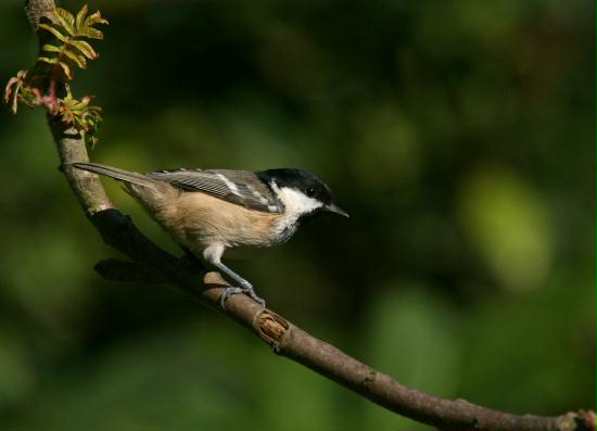 Coal Tit <i>Periparus ater</i>