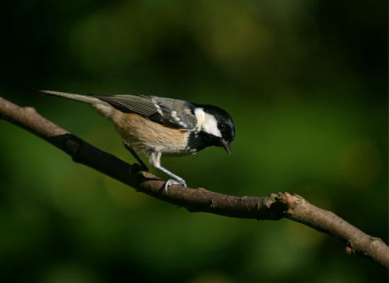 Coal Tit <i>Periparus ater</i>