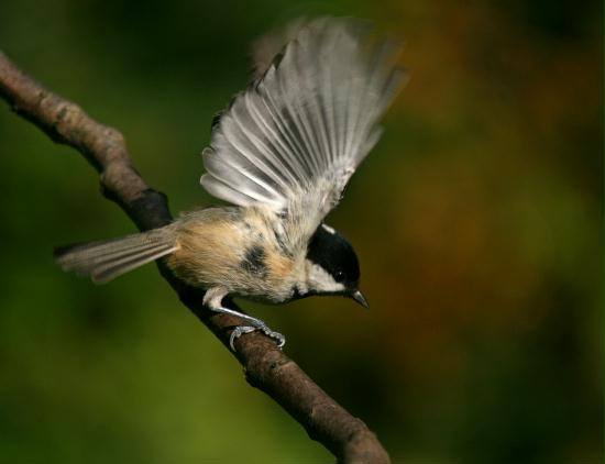 Coal Tit <i>Periparus ater</i>
