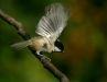 Coal Tit